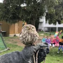 DRAVCI VE ŠKOLCE